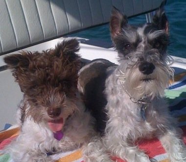 270205_225169087506354_1283390_n